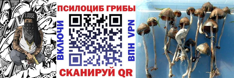 Купить где  Бугульма  Псилоцибиновые грибы мицелий 